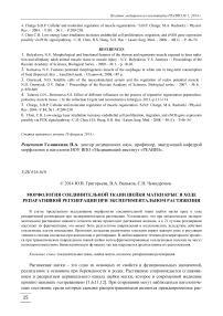 Морфология соединительной ткани шейки матки крыс в ходе репаративной регенерации при экспериментальном растяжении