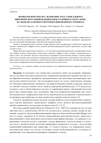 Морфологическое исследование очага фокального ишемического повреждения коры головного мозга крыс на модели лазерного фотоиндуцированного тромбоза