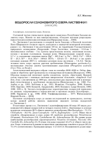 Водоросли солоноватого озера Лиственки 1 (Хакасия)