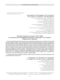 Раковина морского моллюска Tritia nitida из неолитического погребения грунтового могильника Усть-Алейка-5 (Барнаульское Приобье)