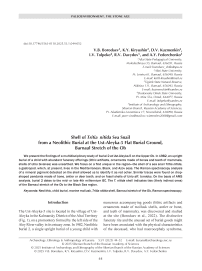 Shell of Tritia nitida Sea Snail from a Neolithic Burial at the Ust-Aleyka-5 Flat Burial Ground, Barnaul Stretch of the Ob