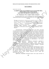 Сравнительно-анатомическая характеристика древесины кавказских видов рода жостер (Rhamnus, Rhamnaceae)