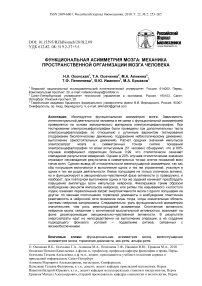 Функциональная асимметрия мозга: механика пространственной организации мозга человека