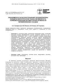 Закономерности распространения тепловой волны в модели биологической ткани и возможность термовизуализации вазомоторной активности периферических сосудов