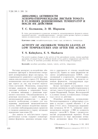 Динамика активности аскорбатпероксидазы листьев томата в условиях пониженных температур и после их действия