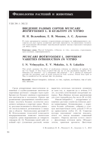 Введение разных сортов Muscari botryoides L. в культуру in vitro