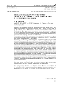 Первая находка Mutinus ravenelii (Berk. & M. A. Curtis) E. Fisch. (Phallaceae) в Республике Мордовия