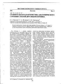 Сравнительная характеристика анатомического строения стеблей двух видов коровяка