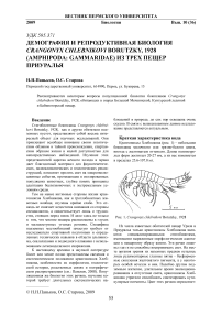 Демография и репродуктивная биология Crangonyx chlebnikovi Borutzky, 1928 (Amphipoda: Gammaridae) из трех пещер Приуралья