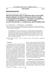 Филогенетическое разнообразие бактерий, выделенных из ризосферы мари красной (Chenopodium rubrum L.), произрастающей в условиях засоления на территории солеразработок (г. Соликамск, Пермский край)
