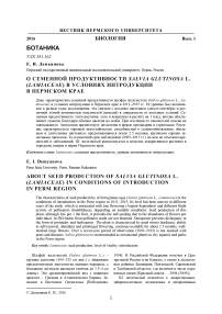 О семенной продуктивности Salvia glutinosa L. (Lamiaceae) в условиях интродукции в Пермском крае