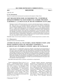 Антэкологические особенности, семенная продуктивность и всхожесть семян Phlomis tuberosa L. (Lamiaceae) в лесостепном Зауралье