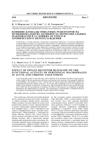 Влияние блокады опиатных рецепторов на функциональную активность перитонеальных макрофагов в условиях острого и хронического переохлаждения