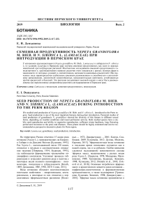 Семенная продуктивность Nepeta grandiflora M. Bieb. и N. sibirica L. (Lamiaceae) при интродукции в Пермском крае
