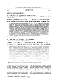 Род манжетка (Alchemilla L., Rosaceae) во флорах Нижегородской области и Республики Марий Эл