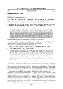 Активность основных ферментов синтеза полиаминов в природных изолятах Escherichia coli