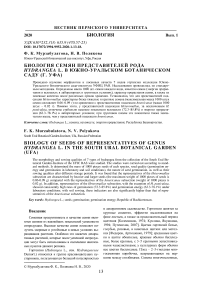 Биология семян представителей рода Hydrangea L. в Южно - Уральском ботаническом саду (г. Уфа)