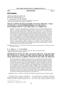 Представители подсекции Vitalbae prant L. рода Clematis L. коллекции Южно - Уральского ботанического сада-института УФИЦ РАН