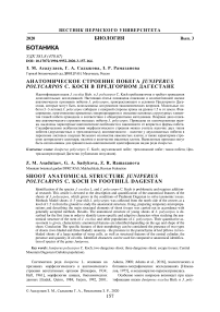 Анатомическое строение побега Juniperus polycarpos С. Koch в предгорном Дагестане