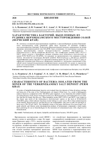 Характеристика бактерий, выделенных из рудника Верхнекамского месторождения солей (Пермский край)
