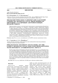 Филогенетическое разнообразие бактерий семейства Micrococcaceae, выделенных из биотопов с различным антропогенным воздействием