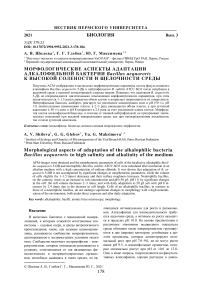 Морфологические аспекты адаптации алкалофильной бактерии Bacillus aequororis к высокой солености и щелочности среды