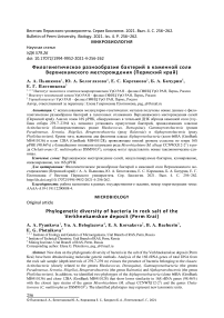 Филогенетическое разнообразие бактерий в каменной соли Верхнекамского месторождения (Пермский край)