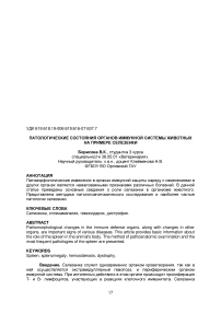 Патологические состояния органов иммунной системы животных на примере селезенки