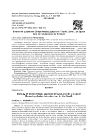 Биология цветения Chaenomeles japonica (Thunb.) Lindl. ex Spach при интродукции на Севере