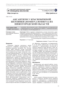 Аксантизм у краснобрюхой жерлянки (Bombina bombina) из Нижегородской области