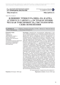 Влияние трифлуралина на карпа (Cyprinus carpio L.): острая и хроническая токсичность, гистологические изменения