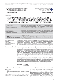Морфофункциональные особенности эритроцитов Rana temporaria L. (AMPHIBIA, ANURA) при гипотермии