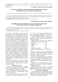 Распространение и морфология бактерий-деструкторов в содовом озере Зун-Торей (Забайкалье)