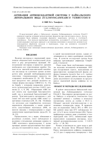 Активация антиоксидантной системы у байкальского литорального вида Eulimnogammarus verrucosus