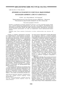 Дрожжи Saccharomyces cerevisiae, выделенные из плодов абрикоса (Prunus armeniaca)