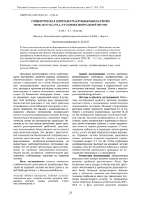 Симбиотическая деятельность клубеньковых бактерий Medicago falcata L. в условиях Центральной Якутии