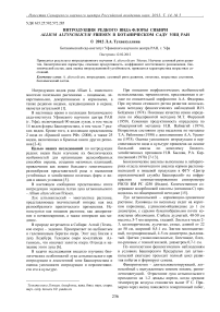 Интродукция редкого вида флоры Сибири Allium altyncolicum Friesen в Ботаническом саду УНЦ РАН