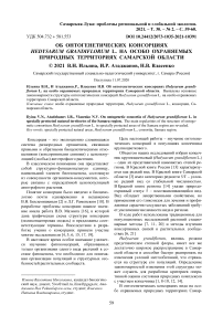 Об онтогенетических консорциях Hedysarum grandiflorum L. на особо охраняемых природных территориях Самарской области