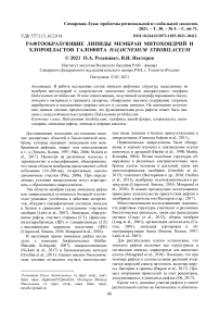 Рафтообразующие липиды мембран митохондрий и хлоропластов галофита Halocnemum strobilaceum