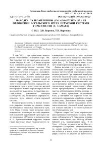 Находка палеоаплизины (Palaeoaplysina sp.) из отложений ассельского яруса пермской системы горы Тип-Тяв (г. Самара)