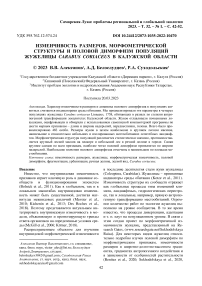 Изменчивость размеров, морфометрической структуры и половой диморфизм популяций жужелицы Carabuscoriaceus в Калужской области