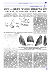 Химеры. Обитатели Сысольского келловейского моря: первая находка, местонахождение Каргорт, Республика Коми