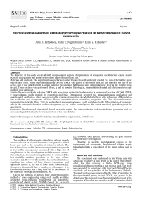 Morphological aspects of orbital defect reconstruction in rats with elastin-based biomaterial