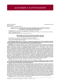 Варианты расположения латеральной борозды головного мозга у мужчин с разными формами черепа