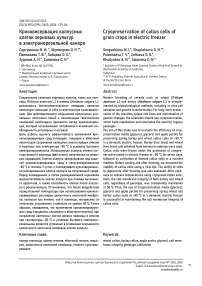 Криоконсервация каллусных клеток зерновых культур в электроморозильной камере