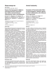 Оценка бактерицидного эффекта электромагнитного излучения при гнойно-воспалительных заболеваниях кожи в эксперименте