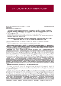 Морфологические изменения окружающих тканей при моделировании липофилинга и применения филлеров на основе гиалуроновой кислоты