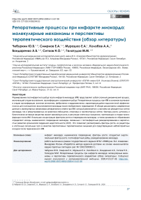 Репаративные процессы при инфаркте миокарда: молекулярные механизмы и перспективы терапевтического воздействия (обзор литературы)