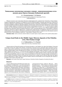 Уникальные ископаемые находки в средне-, верхнемиоценовых отложениях реки Пшехи (Западно-Кубанский прогиб)