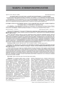 Взаимосвязь параметров задней черепной ямки с размерными характеристиками мозгового черепа человека у различных краниотипов